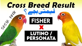 green fisher x lutino | Cross breed | Green fischer x Lutino | lutino personata & fisher cross breed