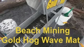 First Beach Gold 2019 With The New Gold Hog Wave Mat