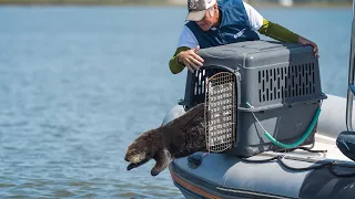 Rescue and Release: The Monterey Bay Aquarium's Sea Otter Program