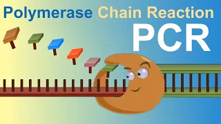 PCR - Polymerase Chain Reaction (IQOG-CSIC)