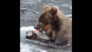 Salmon skinned alive by a hungry grizzly in a Alaskan river