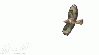 Mäusebussard Accipitriformes