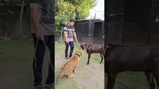 Goat vs tiger #goat have no fear of tiger