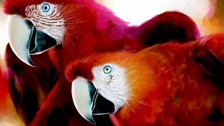 Как целуютя попугаи Ара. Красный АРА (Ара Макао)
