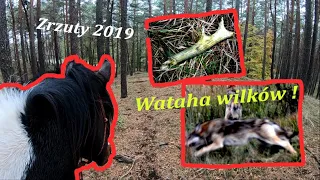 Naszedłem śpiącą watahę 8 wilków !🐺Wilki w łagowskich lasach | Szukając zrzutów | Sezon na zrzuty🐴🦌🦌