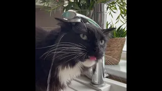 English Cat Completely Misses Water While Trying to Drink From Kitchen Sink