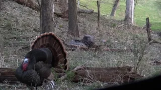2018 Iowa Turkey Kill-First ever with a bow