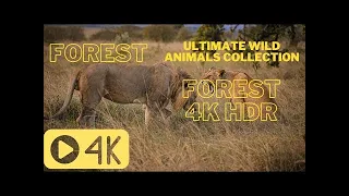 Ultimate Wild Animals Collection in 4K ULTRA HD /4K TV