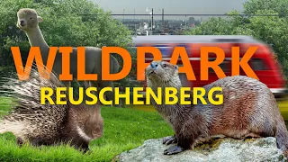 Wildpark Reuschenberg Leverkusen | Zoo-Eindruck