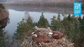 NC0 and LM12 reunite for their third season (Loch of the Lowes osprey webcam 2022)