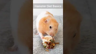 Hamster Diet Basics- Important Things Hamster Owners Need to Know- TikTok Trend Hamster Edition 🐹⚠️😳