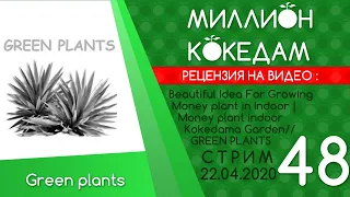 #МИЛЛИОНКОКЕДАМ-48 Рецензия: Beautiful Idea For Growing Money plant in Indoor | Money plant indoor K