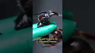 Bullet Ant | The Most Painful Insect Sting #quickfacts #shorts #youtubeshorts
