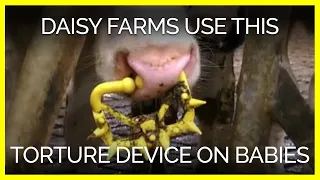 Daisy Farms Uses This Torture Device on Babies