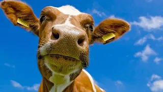 Интересные факты о Коровах 🐮