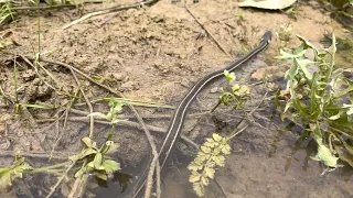 Which snake is this 2? Biodiversity!