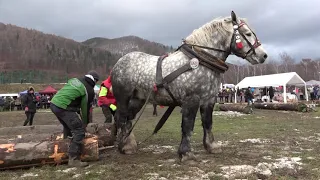 Falko, víťaz ťažkého ťahu! (Kľačianská podkova 2020)