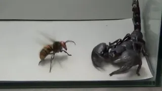 Giant Hornet vs Scorpion, Tarantula and Praying mantis