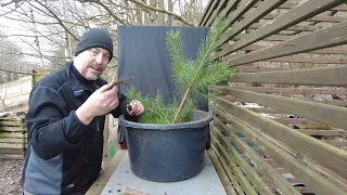 Budget bonsai series. Collecting Scots pine yamadori