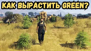 МЫ ВЫРАСТИЛИ 500 GREEN В GTA 5 RP MAJESTIC! КОНТРАКТ ГРОВЕР! ГОСНИК КРЫШУЕТ НАС!