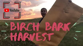 How I harvest Birch Bark