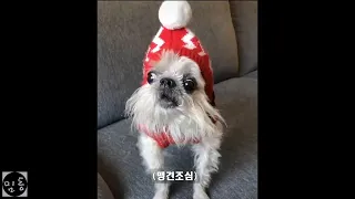 [한글자막]  이 밈을 보고 수능이 나았어요  #3 (약빤 밈, 외국 밈)