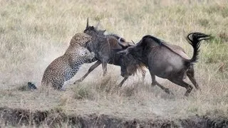 Incredible Video of Mother Wildebeest Defending Young from Hungry Leopard