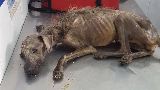 Amazing Transformation Of Starving Dog After Rescued Dog Rescue Stories