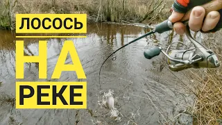 ЛОВЛЯ ЛОСОСЯ НА РЕКЕ 🎣 РЫБАЛКА В ЭСТОНИИ 🎣 LÕHEPÜÜK EESTI JÕGEDES