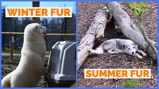 The rescued fur-farm foxes lost all the fur in the summer - Rescue animal stories