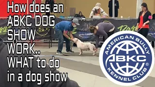 What happens in an ABKC / American Bully DOG SHOW. Step by step guide on joining abkc dog show.