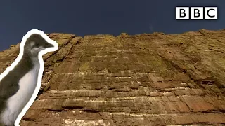 Baby Guillemot's ultimate leap of faith - BBC