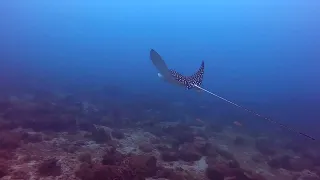 🦅 Dance with the Spotted Eagle Rays at Los Arcos! 🌊✨