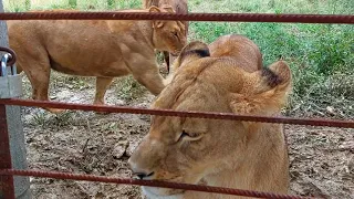 Обнимая львов трудно сдержать эмоции.Это любовь.Чудесный день в парке львов "Прайд". Абхазия 09.2021