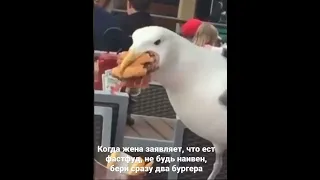Голодная чайка