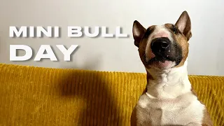 My dog day. The routine of a miniature bull terrier.