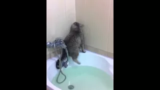Прикол - Кот решил принять ванную