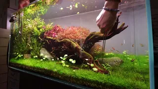 EPIC 5 week old AQUASCAPE x Riverwood Aquatics