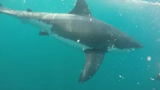 Great White Shark encounter spearfishing (San Diego, CA 20AUG2020)