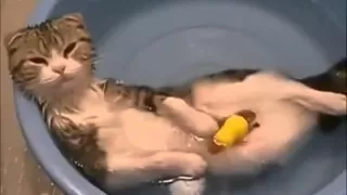 Funny cats in water ,EPIC