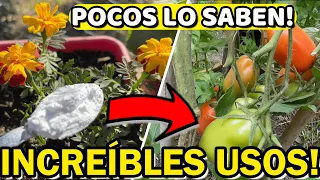 5 Usos ASOMBROSOS Del BICARBONATO En Las PLANTAS! | Insecticida - Fungicida Casero Repele PLAGAS