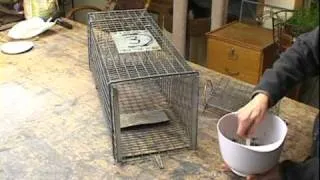 How to set a Feral Cat Trap