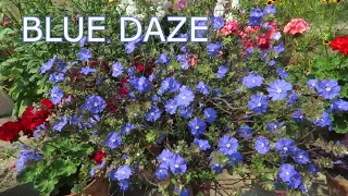 Blue Daze / Evolvulus / Dwarf Morning Glory. Blue Daze Plant Care