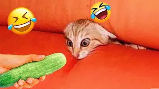😸🐱 Try Not To Laugh Dogs And Cats 🐱🐱 Best Funny Animal Videos 2024 # 51