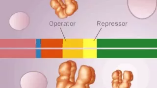 operon LAC