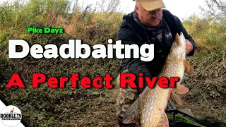River Pike Fishing With Deadbaits A Perfect River
