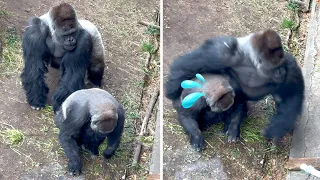 Excited Silverback Gorilla Haoko displays to female Momoko and bangs walls | Baby Sumomo's father