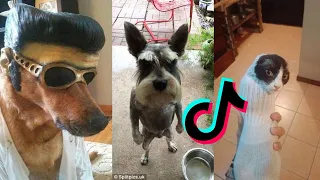 Funny Dogs And Cats Videos 2024 😅 - Best Funniest Animal Videos Of The week #2