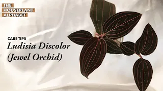 Ludisia Discolor (Jewel Orchid) Plant Care Tips | Bee's House of Plants