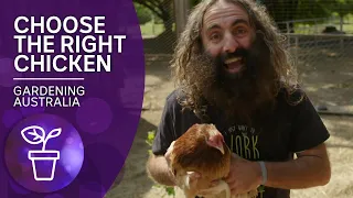 Choose the right chickens for your backyard | Beneficial animals and insects | Gardening Australia